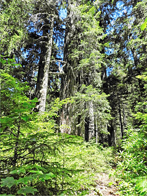 crabtree big trees 5 small